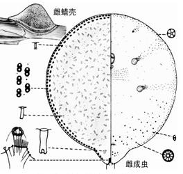 吊兰半球盔蚧