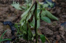 飞燕草色二孢根颈腐烂病