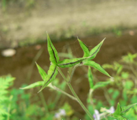 飞燕草根颈腐烂病