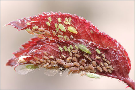 倒挂金钟白粉虱