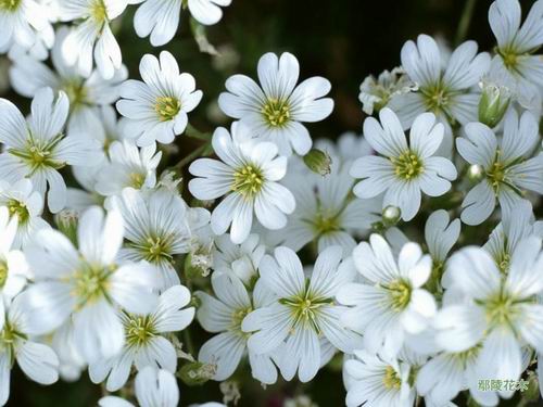 菊花白锈病