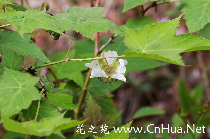 八仙花叶斑病