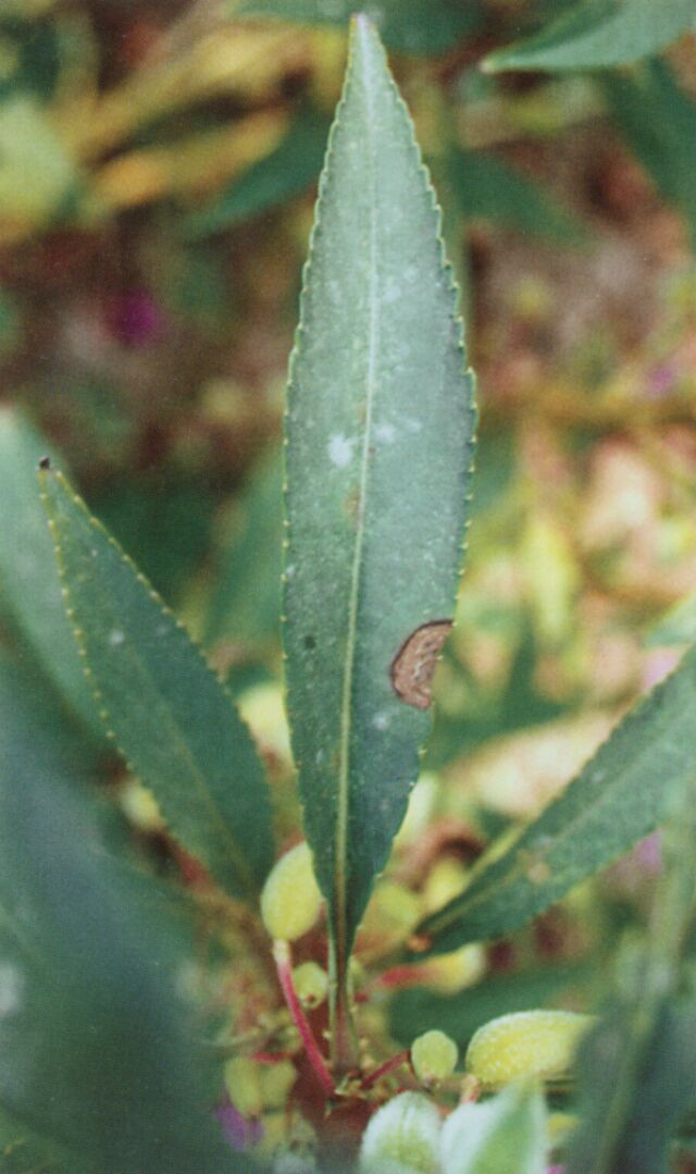 凤仙花黑斑病