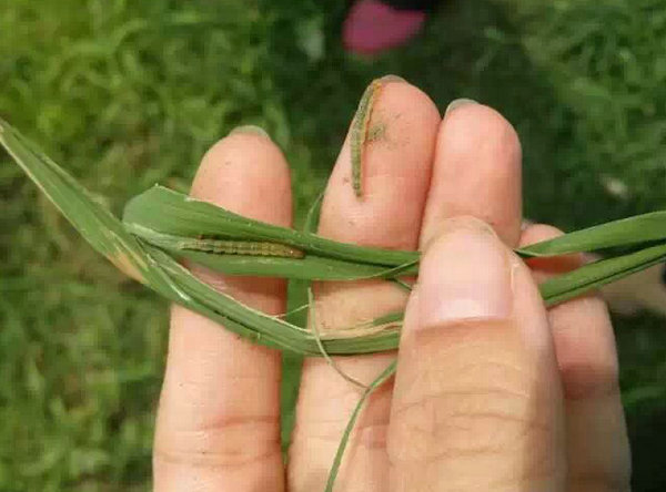 南方稻区主要病虫害发生动态及防治意见的综述