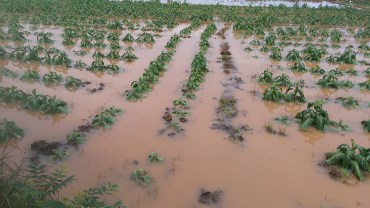 宁远种植户夏红波烟田遭灾严重，中科植保专家网上救援