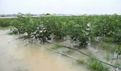 抢抓暴雨间歇落实技术措施 万名农技干部救灾补损